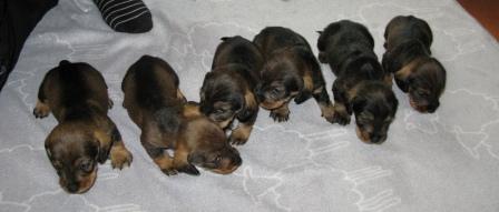 Teodor_Edvin_Hjalmar_Nikolaus_Valentin_Haqvin_dag24