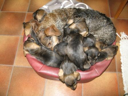 10_hundar_i_korgen_dag37