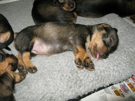 Gunhild_med_tungan_ute_dag36