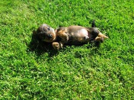 Teodor_i_grset_dag32