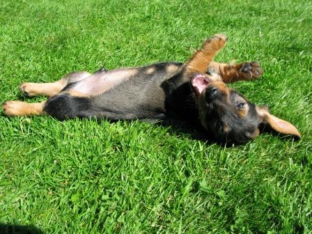 Teodor_trivs_i_solen_dag56