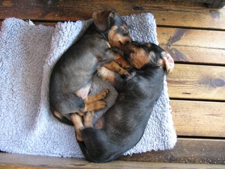 Edvin_o_Nikolaus_vilar_pa_altan_dag63