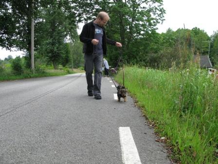 Edvin_och_Elvira_i_koppel_dag69