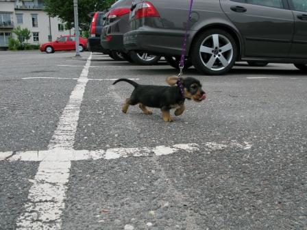 Elviras_1sta_besok_i_staden_dag65